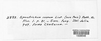 Sporotrichum roseum image